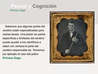 Sabemos que algunas partes del
cerebro están especializadas para
ciertas tareas. Una lesión en partes
específicas y limitadas del cerebro
puede ayudar a los científicos a
saber con certeza la parte del
cerebro responsable de. Tomemos
por ejemplo el caso del pobre
Phineas Gage.
Pensar y Cognición
Phineas Gage
 