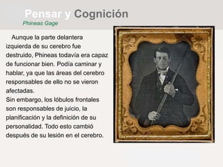 Aunque la parte delantera
izquierda de su cerebro fue
destruido, Phineas todavía era capaz
de funcionar bien. Podía caminar y
hablar, ya que las áreas del cerebro
responsables de ello no se vieron
afectadas.
Sin embargo, los lóbulos frontales
son responsables de juicio, la
planificación y la definición de su
personalidad. Todo esto cambió
después de su lesión en el cerebro.
Pensar y Cognición
Phineas Gage
 