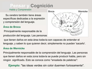 Su cerebro también tiene áreas
específicas dedicadas a la expresión
y comprensión del lenguaje.
Área de Broca
Principalmente responsable de la
producción del lenguaje. Las personas
que tienen daños en esta área todavía son capaces de entender el
lenguaje, y saben lo que quieren decir, simplemente no pueden 'sacarlo'.
Área de Wernicke
Principalmente responsable de la comprensión del lenguaje. Las personas
que tienen daños en esta zona todavía se puede producir habla, pero sin
ningún significado. Esto se conoce como "ensalada de palabras":
Ejemplo: "las ideas verdes sin color duermen furiosamente".
Pensar y Cognición
Habla y Comprensión
 