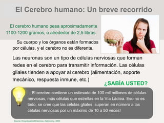 El cerebro humano pesa aproximadamente
1100-1200 gramos, o alrededor de 2,5 libras.
Su cuerpo y los órganos están formados
por células, y el cerebro no es diferente.
Las neuronas son un tipo de células nerviosas que forman
redes en el cerebro para transmitir información. Las células
gliales tienden a apoyar al cerebro (alimentación, soporte
mecánico, respuesta inmune, etc.)
¿SABÍA USTED?
El cerebro contiene un estimado de 100 mil millones de células
nerviosas, más células que estrellas en la Vía Láctea. Eso no es
todo, se cree que las células gliales superan en número a las
células nerviosas por un máximo de 10 a 50 veces!
Source: Encyclopedia Britannica. Astronomy. 2000
El Cerebro humano: Un breve recorrido
 