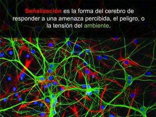 Señalización es la forma del cerebro de
responder a una amenaza percibida, el peligro, o
la tensión del ambiente.
Photo credit (CC 2.0): GE Healthcare
 