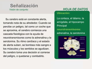 HOJA DE DATOS
Ubicación:
La corteza, el tálamo, la
amígdala, el hipocampo
Principal
neurotransmisores:
adrenalina, la serotonina
Su cerebro está en constante alerta,
tomando nota de su alrededor. Cuando se
percibe un peligro, tal como un coche que
se aproxima, el cerebro comienza una
cascada fisiológica con la ayuda de
neurotransmisores como la adrenalina y la
serotonina. Su ritmo cardíaco y el estado
de alerta suben, se bombea más sangre a
los músculos y los sentidos se agudizan.
Su cerebro toma una decisión si correrse
del peligro, o quedarse y combatirlo.
Señalización
Visión de conjunto
 