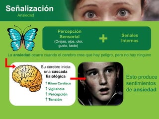 Ansiedad
Percepción
Sensorial
(Orejas, ojos, olor,
gusto, tacto)
Señales
Internas+
La ansiedad ocurre cuando el cerebro cree que hay peligro, pero no hay ninguno
Esto produce
sentimientos
de ansiedad
Señalización
Su cerebro inicia
una cascada
fisiológica
 Ritmo Cardiaco
 Tensión
 vigilancia
 Percepción
 