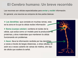 Las neuronas son células especializadas para enviar y recibir información.
En general, una neurona se compone de tres partes básicas:
Las dendritas: que consiste en muchas ramas, esta
es la zona en la que la célula recibe información
Soma (cuerpo celular): contiene el núcleo de la
célula, que actúa como un modelo para la producción de
proteínas y otros materiales que mantienen la célula
funcionando sin problemas
Axon: lleva la información recibida por las dendritas,
a veces a través de largas distancias, a otras células. El
axón es a veces cubierto de vainas de mielina, otro tipo
de célula que acelera la señal.
El Cerebro humano: Un breve recorrido
 