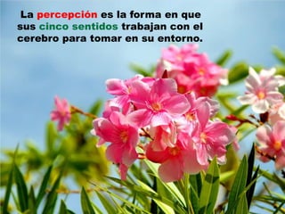 La percepción es la forma en que
sus cinco sentidos trabajan con el
cerebro para tomar en su entorno.
 