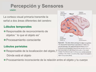 La corteza visual primaria transmite la
señal a dos áreas diferentes del cerebro:
Lóbulos temporales
Responsable de reconocimiento de
objetos “ lo que el objeto es”
Procesamiento consciente
Lóbulos parietales
Responsable de la localización del objeto,?
Dónde está el objeto
Procesamiento inconsciente de la relación entre el objeto y tu cuerpo
Percepción y Sensores
visión
 
