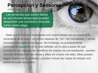Percepción y Sensores
visión ciega
Dado que los lóbulos temporales son responsables del procesamiento
consciente de la visión, no serían capaces de "ver" con normalidad, y serían
considerados legalmente ciegos. Sin embargo, su procesamiento
inconsciente espacial no ha sido dañado, por lo que a pesar de que
pueden no ser capaces de identificar los objetos de una habitación , pueden
caminar alrededor de las mesas y sillas sin chocar con ellos. Ellos pueden
seguir objetos con sus dedos y pueden incluso ser capaz de atrapar una
pelota lanzada hacia ellos.
Las personas que sufren daños
en sus lóbulos temporales pueden
desarrollar una condición conocida
como visión ciega.
 