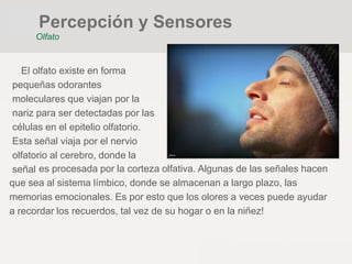 El olfato existe en forma
pequeñas odorantes
moleculares que viajan por la
nariz para ser detectadas por las
células en el epitelio olfatorio.
Esta señal viaja por el nervio
olfatorio al cerebro, donde la
señal es procesada por la corteza olfativa. Algunas de las señales hacen
que sea al sistema límbico, donde se almacenan a largo plazo, las
memorias emocionales. Es por esto que los olores a veces puede ayudar
a recordar los recuerdos, tal vez de su hogar o en la niñez!
Percepción y Sensores
Olfato
 