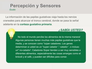 La información de las papilas gustativas viaja hasta los nervios
craneales para alcanzar el tronco cerebral, donde se pasa la señal
adelante en la corteza gustativa primaria.
¿SABÍA USTED?
No todo el mundo percibe los alimentos de la misma manera!
Algunas personas tienen muchas más papilas gustativas que la
media, y se conocen como "súper catadores. Los genes
determinan si usted es un "super catador ',' catador ', o incluso
un" no-catador'. Catadores Súper tienden a ser muy sensibles a
diferentes alimentos, especialmente las cosas amargas como el
brócoli y el café, y pueden ser difíciles para comer.
Percepción y Sensores
Gusto
 