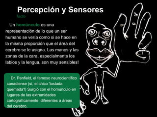 Tacto
Un homúnculo es una
representación de lo que un ser
humano se vería como si se hace en
la misma proporción que el área del
cerebro se le asigna. Las manos y las
zonas de la cara, especialmente los
labios y la lengua, son muy sensibles!
Dr. Penfield, el famoso neurocientífico
canadiense (sí, el chico 'tostada
quemada'!) Surgió con el homúnculo en
lugares de las extremidades
cartografícamente diferentes a áreas
del cerebro.
Percepción y Sensores
 