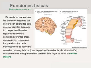 De la misma manera que
las diferentes regiones del
cerebro son asignados para
detectar distintas áreas de
tu cuerpo, las diferentes
regiones del cerebro
controlan diferentes áreas
de su cuerpo. Lugares en
los que el control de la
motricidad fina es necesaria
como las manos y la boca (para la producción de habla y la alimentación),
ocupan un área más grande en el cerebro! Este lugar se llama la corteza
motora.
Funciones físicas
Movimiento voluntario
 