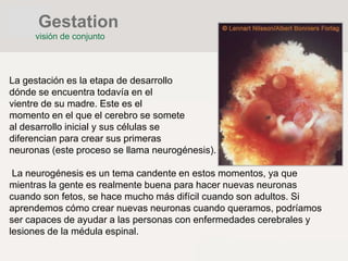 Gestation
visión de conjunto
La gestación es la etapa de desarrollo
dónde se encuentra todavía en el
vientre de su madre. Este es el
momento en el que el cerebro se somete
al desarrollo inicial y sus células se
diferencian para crear sus primeras
neuronas (este proceso se llama neurogénesis).
La neurogénesis es un tema candente en estos momentos, ya que
mientras la gente es realmente buena para hacer nuevas neuronas
cuando son fetos, se hace mucho más difícil cuando son adultos. Si
aprendemos cómo crear nuevas neuronas cuando queramos, podríamos
ser capaces de ayudar a las personas con enfermedades cerebrales y
lesiones de la médula espinal.
 