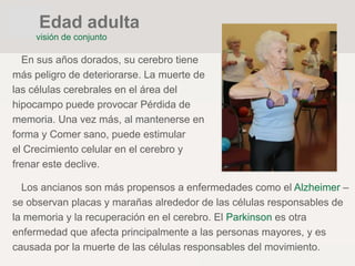En sus años dorados, su cerebro tiene
más peligro de deteriorarse. La muerte de
las células cerebrales en el área del
hipocampo puede provocar Pérdida de
memoria. Una vez más, al mantenerse en
forma y Comer sano, puede estimular
el Crecimiento celular en el cerebro y
frenar este declive.
Los ancianos son más propensos a enfermedades como el Alzheimer –
se observan placas y marañas alrededor de las células responsables de
la memoria y la recuperación en el cerebro. El Parkinson es otra
enfermedad que afecta principalmente a las personas mayores, y es
causada por la muerte de las células responsables del movimiento.
visión de conjunto
Edad adulta
 