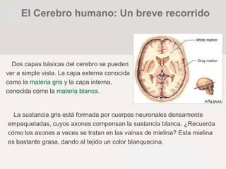 Dos capas básicas del cerebro se pueden
ver a simple vista. La capa externa conocida
como la materia gris y la capa interna,
conocida como la materia blanca.
La sustancia gris está formada por cuerpos neuronales densamente
empaquetadas, cuyos axones compensan la sustancia blanca. ¿Recuerda
cómo los axones a veces se tratan en las vainas de mielina? Esta mielina
es bastante grasa, dando al tejido un color blanquecina.
El Cerebro humano: Un breve recorrido
 
