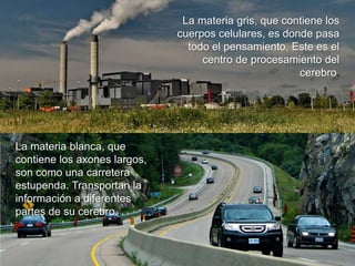 La materia blanca, que
contiene los axones largos,
son como una carretera
estupenda. Transportan la
información a diferentes
partes de su cerebro.
La materia gris, que contiene los
cuerpos celulares, es donde pasa
todo el pensamiento. Este es el
centro de procesamiento del
cerebro.
 
