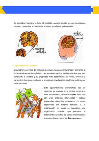Se considera “cerebro” a todo el encéfalo, comprendiendo los dos hemisferios
mitades) cerebrales, el diencéfalo, el tronco encefálico, y el cerebelo.




Organización del Cerebro

El cerebro tiene miles de millones de células nerviosas (neuronas) y al menos el
doble de otras células (gliales). Las neuronas son los ladrillos con los que está
construido el cerebro y su propiedad más desarrollada es recibir, procesar y
transmitir información mediante la emisión de impulsos bio-eléctricos a cientos de
otras neuronas.

                                    Esta   aparentemente       enmarañada       red   de
                                    neuronas se organiza en la corteza cerebral, a
                                    nivel microscópico, en varias capas, cada una
                                    con unas entradas (aferencias) y salidas
                                    (eferencias) diferentes, conectando con partes
                                    específicas    del   sistema    nervioso.     A   la
                                    organización en capas se superpone una
                                    organización    modular,     que   permitiría     el
                                    tratamiento específico de ciertas informaciones
                                    por conjuntos de neuronas (las columnas).
 