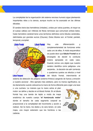 La complejidad de la organización del sistema nervioso humano sigue planteando
importantes retos a la ciencia, aunque mucho se ha avanzado en las últimas
décadas.

El cerebro tiene dos hemisferios (mitades), unidos por varios puentes, el mayor es
el cuerpo calloso con millones de fibras nerviosas que comunican ambos lados.
Cada hemisferio cerebral tiene unos territorios definidos como lóbulos cerebrales,
delimitados por grandes surcos (Cisuras). Estos lóbulos son: el frontal, parietal,
temporal y occipital.

                                          Hay        una          diferenciación       y
                                          complementariedad de funciones entre
                                          cada uno de ellos. A modo esquemático
                                          se puede decir que lóbulo Frontal es el
                                          encargado        de    decidir   la   conducta
                                          motora     apropiada        en   cada    caso.
                                          Cuando vemos una objeto que nuestro
                                          cerebro identifica como peligrosa- una
                                          serpiente- , la decisión de salir corriendo
                                          o quedarnos quietos se efectúa a nivel
                                          del    lóbulo    frontal,   interviniendo   el
sistema de detección de peligros (sistema límbico) cargando de fuerza y emoción
a nuestro accionar . Otro ejemplo más cotidiano, pero no menos significativo, se
da diariamente cuando colocamos la mano de forma diferente para coger una taza
o una cuchara. La manera que la mano actúa el plan
motor- se define y decide en el lóbulo frontal. En el lóbulo
frontal hay una banda de tejido a modo de mapa
anatómico de nuestro cuerpo “el homúnculo motor”
donde   el   tamaño     de cada   segmento      corporal    es
proporcional a la complejidad del movimiento y acción a
realizar. Así la mano, los dedos y la cara tienen, en este
mapa, una mayor extensión que los hombros o las
caderas.
 