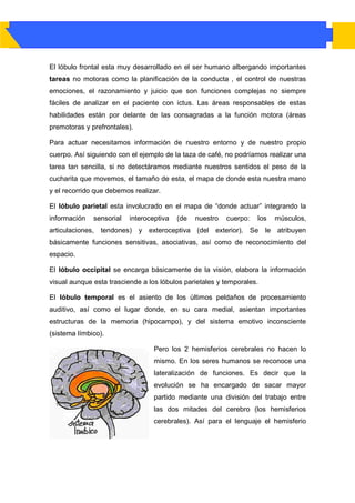 El lóbulo frontal esta muy desarrollado en el ser humano albergando importantes
tareas no motoras como la planificación de la conducta , el control de nuestras
emociones, el razonamiento y juicio que son funciones complejas no siempre
fáciles de analizar en el paciente con ictus. Las áreas responsables de estas
habilidades están por delante de las consagradas a la función motora (áreas
premotoras y prefrontales).

Para actuar necesitamos información de nuestro entorno y de nuestro propio
cuerpo. Así siguiendo con el ejemplo de la taza de café, no podríamos realizar una
tarea tan sencilla, si no detectáramos mediante nuestros sentidos el peso de la
cucharita que movemos, el tamaño de esta, el mapa de donde esta nuestra mano
y el recorrido que debemos realizar.

El lóbulo parietal esta involucrado en el mapa de “donde actuar” integrando la
información   sensorial   interoceptiva   (de   nuestro   cuerpo:   los   músculos,
articulaciones, tendones) y exteroceptiva (del exterior). Se le atribuyen
básicamente funciones sensitivas, asociativas, así como de reconocimiento del
espacio.

El lóbulo occipital se encarga básicamente de la visión, elabora la información
visual aunque esta trasciende a los lóbulos parietales y temporales.

El lóbulo temporal es el asiento de los últimos peldaños de procesamiento
auditivo, así como el lugar donde, en su cara medial, asientan importantes
estructuras de la memoria (hipocampo), y del sistema emotivo inconsciente
(sistema límbico).

                                  Pero los 2 hemisferios cerebrales no hacen lo
                                  mismo. En los seres humanos se reconoce una
                                  lateralización de funciones. Es decir que la
                                  evolución se ha encargado de sacar mayor
                                  partido mediante una división del trabajo entre
                                  las dos mitades del cerebro (los hemisferios
                                  cerebrales). Así para el lenguaje el hemisferio
 