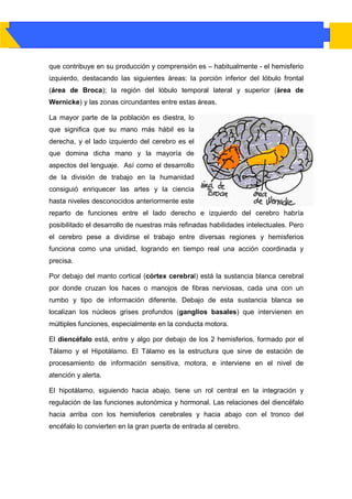 que contribuye en su producción y comprensión es – habitualmente - el hemisferio
izquierdo, destacando las siguientes áreas: la porción inferior del lóbulo frontal
(área de Broca); la región del lóbulo temporal lateral y superior (área de
Wernicke) y las zonas circundantes entre estas áreas.

La mayor parte de la población es diestra, lo
que significa que su mano más hábil es la
derecha, y el lado izquierdo del cerebro es el
que domina dicha mano y la mayoría de
aspectos del lenguaje. Así como el desarrollo
de la división de trabajo en la humanidad
consiguió enriquecer las artes y la ciencia
hasta niveles desconocidos anteriormente este
reparto de funciones entre el lado derecho e izquierdo del cerebro habría
posibilitado el desarrollo de nuestras más refinadas habilidades intelectuales. Pero
el cerebro pese a dividirse el trabajo entre diversas regiones y hemisferios
funciona como una unidad, logrando en tiempo real una acción coordinada y
precisa.

Por debajo del manto cortical (córtex cerebral) está la sustancia blanca cerebral
por donde cruzan los haces o manojos de fibras nerviosas, cada una con un
rumbo y tipo de información diferente. Debajo de esta sustancia blanca se
localizan los núcleos grises profundos (ganglios basales) que intervienen en
múltiples funciones, especialmente en la conducta motora.

El diencéfalo está, entre y algo por debajo de los 2 hemisferios, formado por el
Tálamo y el Hipotálamo. El Tálamo es la estructura que sirve de estación de
procesamiento de información sensitiva, motora, e interviene en el nivel de
atención y alerta.

El hipotálamo, siguiendo hacia abajo, tiene un rol central en la integración y
regulación de las funciones autonómica y hormonal. Las relaciones del diencéfalo
hacia arriba con los hemisferios cerebrales y hacia abajo con el tronco del
encéfalo lo convierten en la gran puerta de entrada al cerebro.
 
