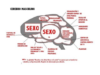 El cerebro humano