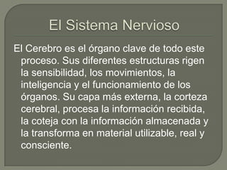 El Cerebro es el órgano clave de todo este
proceso. Sus diferentes estructuras rigen
la sensibilidad, los movimientos, la
inteligencia y el funcionamiento de los
órganos. Su capa más externa, la corteza
cerebral, procesa la información recibida,
la coteja con la información almacenada y
la transforma en material utilizable, real y
consciente.

 