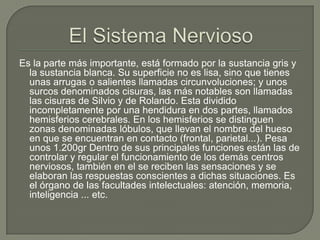 Es la parte más importante, está formado por la sustancia gris y
la sustancia blanca. Su superficie no es lisa, sino que tienes
unas arrugas o salientes llamadas circunvoluciones; y unos
surcos denominados cisuras, las más notables son llamadas
las cisuras de Silvio y de Rolando. Esta dividido
incompletamente por una hendidura en dos partes, llamados
hemisferios cerebrales. En los hemisferios se distinguen
zonas denominadas lóbulos, que llevan el nombre del hueso
en que se encuentran en contacto (frontal, parietal...). Pesa
unos 1.200gr Dentro de sus principales funciones están las de
controlar y regular el funcionamiento de los demás centros
nerviosos, también en el se reciben las sensaciones y se
elaboran las respuestas conscientes a dichas situaciones. Es
el órgano de las facultades intelectuales: atención, memoria,
inteligencia ... etc.

 