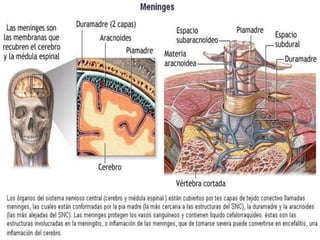 El encéfalo:
Es la masa nerviosa contenida dentro
del cráneo. esta envuelta por las
meninges, que son tres membranas
llamadas: duramadre, piamadre y
aracnoides.

 
