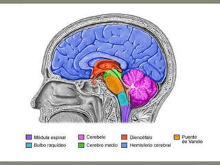 El encéfalo consta de tres partes más
voluminosas: cerebro, cerebelo y bulbo
raquídeo, y otras más pequeñas: el
diéncéfalo, con el hipotálamo (en conexión
con la hipófisis del Sistema Endocrino) y
elmesencéfalo con los tubérculos
cuadrigéminos.

 