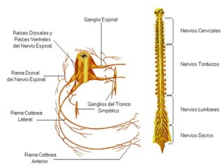 La médula espinal:
La médula espinal es un cordón nervioso,
blanco y cilíndrico encerrada dentro de
la columna vertebral. Su función más
importante es conducir, mediante los nervios
de que está formada, la corriente nerviosa
que conduce las sensaciones hasta
el cerebro y los impulsos nerviosos que lleva
las respuestas del cerebro a los músculos.

 