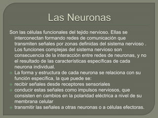 Son las células funcionales del tejido nervioso. Ellas se
interconectan formando redes de comunicación que
transmiten señales por zonas definidas del sistema nervioso .
Los funciones complejas del sistema nervioso son
consecuencia de la interacción entre redes de neuronas, y no
el resultado de las características específicas de cada
neurona individual.
 La forma y estructura de cada neurona se relaciona con su
función específica, la que puede se:
 recibir señales desde receptores sensoriales
 conducir estas señales como impulsos nerviosos, que
consisten en cambios en la polaridad eléctrica a nivel de su
membrana celular
 transmitir las señales a otras neuronas o a células efectoras.

 