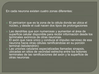 En cada neurona existen cuatro zonas diferentes:



El pericarion que es la zona de la célula donde se ubica el
núcleo, y desde el cuál nacen dos tipos de prolongaciones



Las dendritas que son numerosas y aumentan el área de
superficie celular disponible para recibir información desde los
terminales axónicos de otras neuronas.
El axón que nace único y conduce el impulso nervioso de esa
neurona hacia otras células ramificándose en su porción
terminal (telodendrón)
Las uniones celulares especializadas llamadas sinapsis,
ubicadas en sitios de vecindad estrecha entre los botones
terminales de las ramificaciones del axón y la superficie de
otras neuronas





 