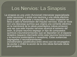 La sinapsis es una unión (funcional) intercelular especializada
entre neuronas1 o entre una neurona y una célula efectora
(casi siempre glandular o muscular). En estos contactos se
lleva a cabo la transmisión del impulso nervioso. Éste se inicia
con una descarga química que origina una corriente eléctrica
en la membrana de la célula presináptica (célula emisora);
una vez que este impulso nervioso alcanza el extremo del
axón, la propia neurona segrega un tipo de compuestos
químicos (neurotransmisores) que se depositan en el espacio
sináptico (espacio intermedio entre esta neurona transmisora
y la neurona postsináptica o receptora). Estas sustancias
segregadas o neurotransmisores
(noradrenalina yacetilcolina entre otros) son los encargados
de excitar o inhibir la acción de la otra célula llamada célula
post sináptica.

 