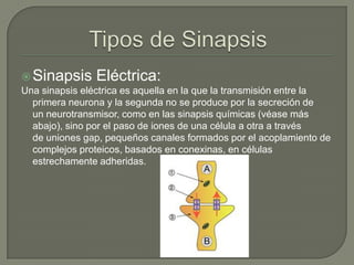 Sinapsis

Eléctrica:

Una sinapsis eléctrica es aquella en la que la transmisión entre la
primera neurona y la segunda no se produce por la secreción de
un neurotransmisor, como en las sinapsis químicas (véase más
abajo), sino por el paso de iones de una célula a otra a través
de uniones gap, pequeños canales formados por el acoplamiento de
complejos proteicos, basados en conexinas, en células
estrechamente adheridas.

 