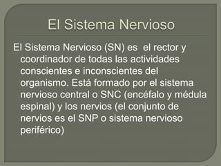 El Sistema Nervioso (SN) es el rector y
coordinador de todas las actividades
conscientes e inconscientes del
organismo. Está formado por el sistema
nervioso central o SNC (encéfalo y médula
espinal) y los nervios (el conjunto de
nervios es el SNP o sistema nervioso
periférico)

 