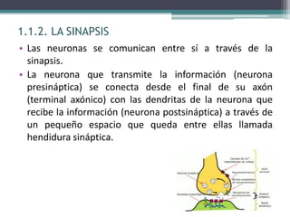 1.1.2. LA SINAPSIS
• Las neuronas se comunican entre sí a través de la
sinapsis.
• La neurona que transmite la información (neurona
presináptica) se conecta desde el final de su axón
(terminal axónico) con las dendritas de la neurona que
recibe la información (neurona postsináptica) a través de
un pequeño espacio que queda entre ellas llamada
hendidura sináptica.
 