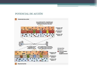 POTENCIAL DE ACCIÓN
 