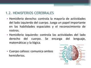 1.2. HEMISFERIOS CEREBRALES
• Hemisferio derecho: controla la mayoría de actividades
del lado izquierdo del cuerpo. Juega un papel importante
en las habilidades espaciales y el reconocimiento de
rostros.
• Hemisferio izquierdo: controla las actividades del lado
derecho del cuerpo. Se encarga del lenguaje,
matemáticas y la lógica.
• Cuerpo calloso: comunica ambos
hemisferios.
 