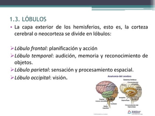 1.3. LÓBULOS
• La capa exterior de los hemisferios, esto es, la corteza
cerebral o neocorteza se divide en lóbulos:
Lóbulo frontal: planificación y acción
Lóbulo temporal: audición, memoria y reconocimiento de
objetos.
Lóbulo parietal: sensación y procesamiento espacial.
Lóbulo occipital: visión.
 
