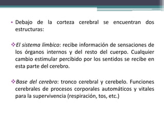 • Debajo de la corteza cerebral se encuentran dos
estructuras:
El sistema límbico: recibe información de sensaciones de
los órganos internos y del resto del cuerpo. Cualquier
cambio estimular percibido por los sentidos se recibe en
esta parte del cerebro.
Base del cerebro: tronco cerebral y cerebelo. Funciones
cerebrales de procesos corporales automáticos y vitales
para la supervivencia (respiración, tos, etc.)
 