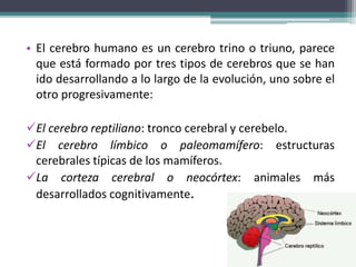 • El cerebro humano es un cerebro trino o triuno, parece
que está formado por tres tipos de cerebros que se han
ido desarrollando a lo largo de la evolución, uno sobre el
otro progresivamente:
El cerebro reptiliano: tronco cerebral y cerebelo.
El cerebro límbico o paleomamífero: estructuras
cerebrales típicas de los mamíferos.
La corteza cerebral o neocórtex: animales más
desarrollados cognitivamente.
 
