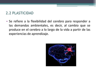 2.2 PLASTICIDAD
• Se refiere a la flexibilidad del cerebro para responder a
las demandas ambientales, es decir, al cambio que se
produce en el cerebro a lo largo de la vida a partir de las
experiencias de aprendizaje.
 