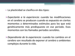 • La plasticidad se clasifica en dos tipos:
Expectante a la experiencia: cuando las modificaciones
en el cerebro se producen cuando es expuesto en ciertos
momentos a determinados estímulos para los que está
genéticamente más predispuesto en ese período. Esos
momentos son los llamados periodos sensibles.
Dependiente de la experiencia: cuando los cambios en el
cerebro son resultado de exponer al cerebro a ambientes
complejos durante la vida.
 