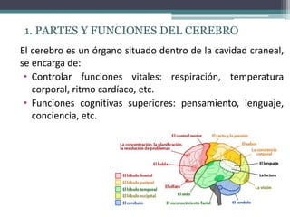El cerebro es un órgano situado dentro de la cavidad craneal,
se encarga de:
• Controlar funciones vitales: respiración, temperatura
corporal, ritmo cardíaco, etc.
• Funciones cognitivas superiores: pensamiento, lenguaje,
conciencia, etc.
1. PARTES Y FUNCIONES DEL CEREBRO
 