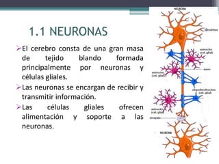 1.1 NEURONAS
El cerebro consta de una gran masa
de tejido blando formada
principalmente por neuronas y
células gliales.
Las neuronas se encargan de recibir y
transmitir información.
Las células gliales ofrecen
alimentación y soporte a las
neuronas.
 