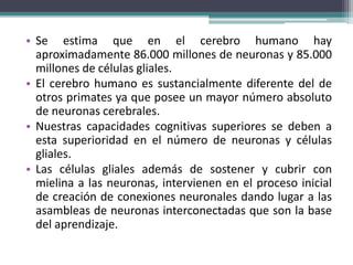 • Se estima que en el cerebro humano hay
aproximadamente 86.000 millones de neuronas y 85.000
millones de células gliales.
• El cerebro humano es sustancialmente diferente del de
otros primates ya que posee un mayor número absoluto
de neuronas cerebrales.
• Nuestras capacidades cognitivas superiores se deben a
esta superioridad en el número de neuronas y células
gliales.
• Las células gliales además de sostener y cubrir con
mielina a las neuronas, intervienen en el proceso inicial
de creación de conexiones neuronales dando lugar a las
asambleas de neuronas interconectadas que son la base
del aprendizaje.
 