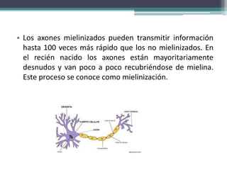 • Los axones mielinizados pueden transmitir información
hasta 100 veces más rápido que los no mielinizados. En
el recién nacido los axones están mayoritariamente
desnudos y van poco a poco recubriéndose de mielina.
Este proceso se conoce como mielinización.
 
