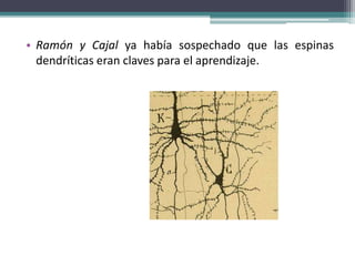 • Ramón y Cajal ya había sospechado que las espinas
dendríticas eran claves para el aprendizaje.
 