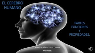 EL CEREBRO
HUMANO
MARÍA JOSÉ GALLARDO JÓDAR
#Neuroedu
PARTES
FUNCIONES
Y
PROPIEDADES.
 
