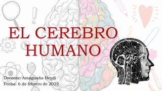 EL CEREBRO
HUMANO
Docente: Amaguaña Heydi
Fecha: 6 de febrero de 2022
 