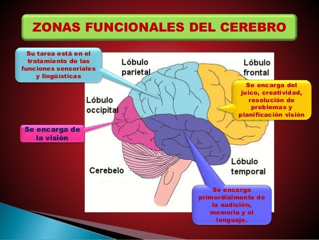 El cerebro humano y los procesos cognitivos